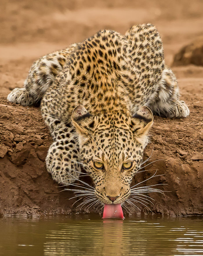 Appreciate And Protect Africa's Predators Appreciate And Protect Africa's Predators