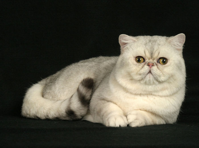 Exotic Shorthair