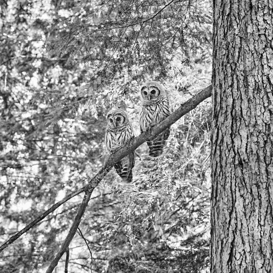Falling Dusk - Barred Owl, Suquamish, Wa