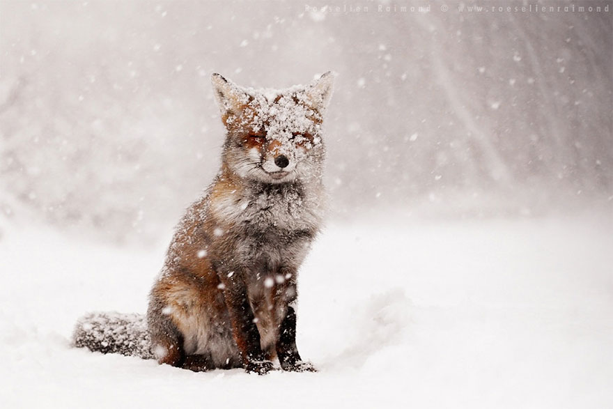 50 Shades Of White With A Touch Of Red: New Winter Foxes By Roeselien Raimond