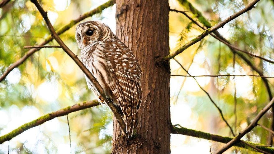 First Light - Barred Owl, Suquamish, Wa