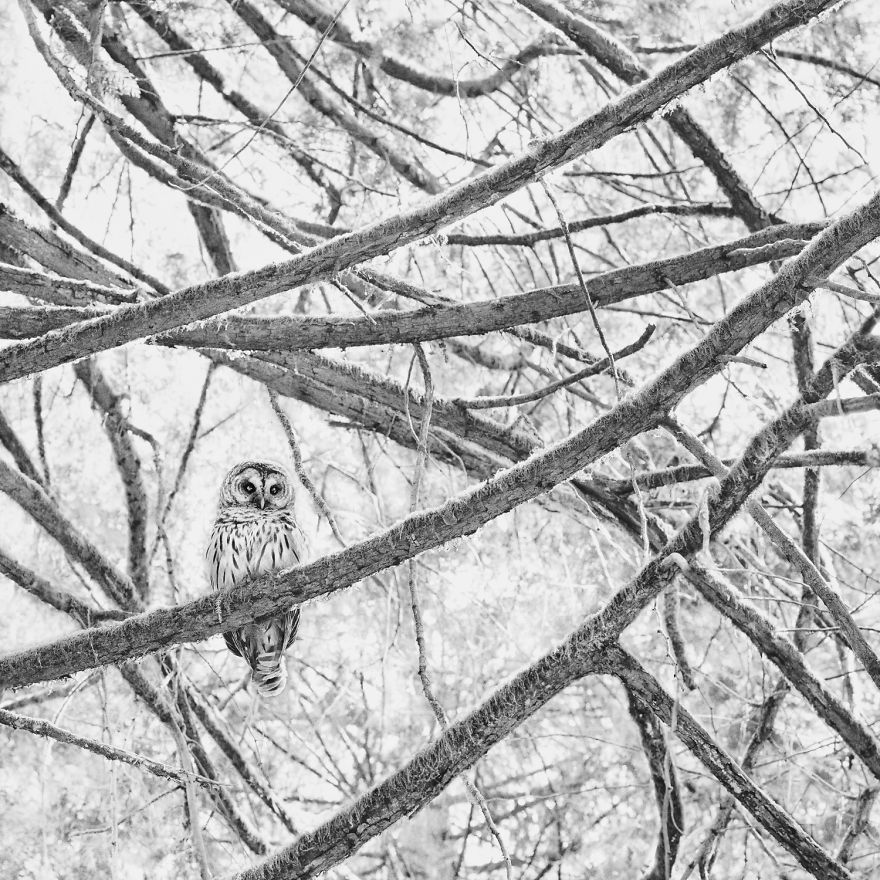 From On High - Barred Owl, Suquamish, Wa