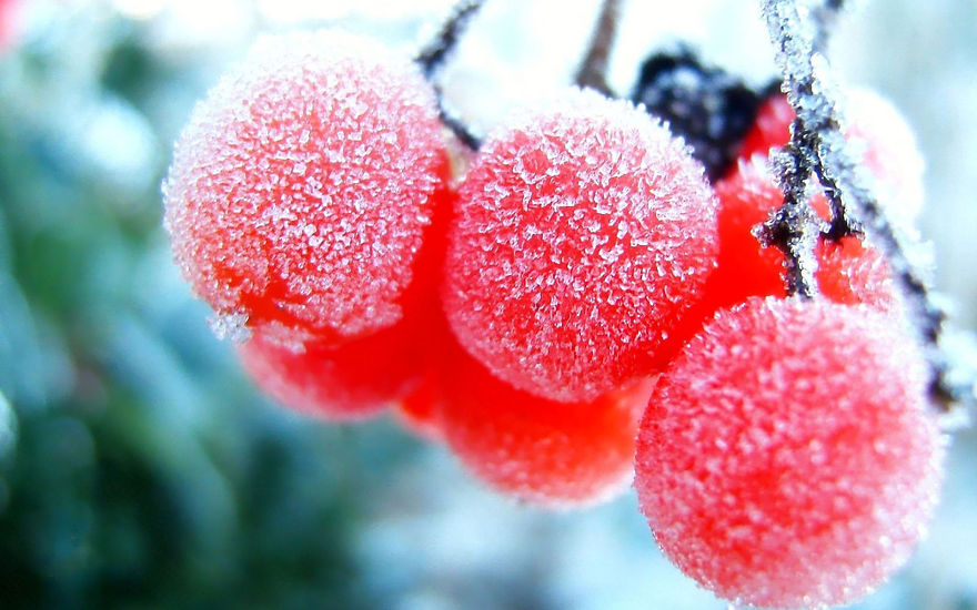 Frozen Fruits