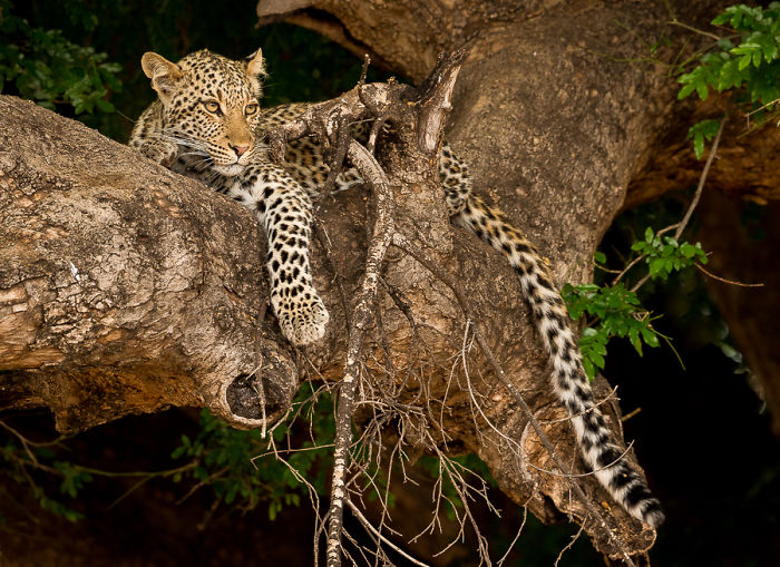 Appreciate And Protect Africa's Predators Appreciate And Protect Africa's Predators