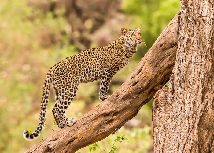 Appreciate And Protect Africa's Predators Appreciate And Protect Africa's Predators