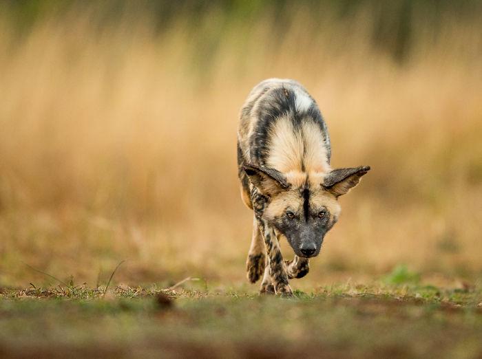 Appreciate And Protect Africa's Predators Appreciate And Protect Africa's Predators