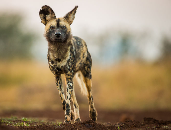 Appreciate And Protect Africa's Predators