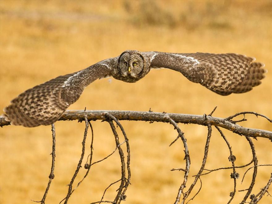 Flying Owl In The Forest