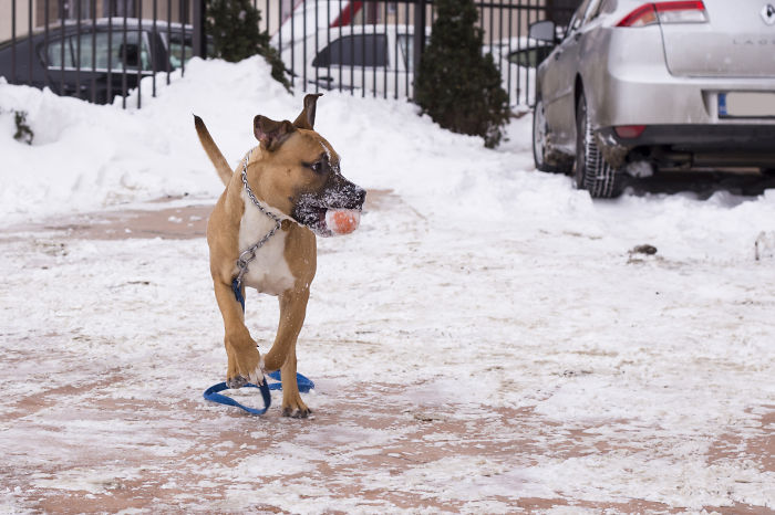 Bruno Playing In The Snow For The First Time
