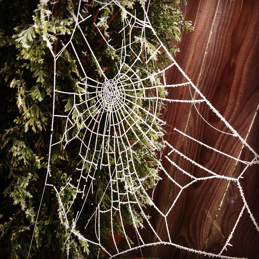Frozen Cobweb