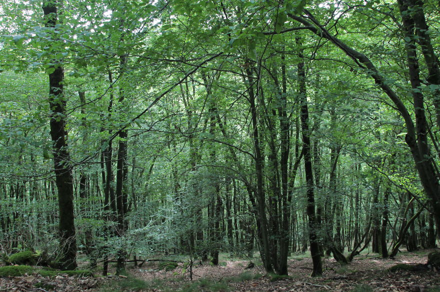 The Ardennes, Belgium By Linus De Witte