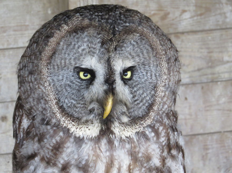 Great Grey Owl