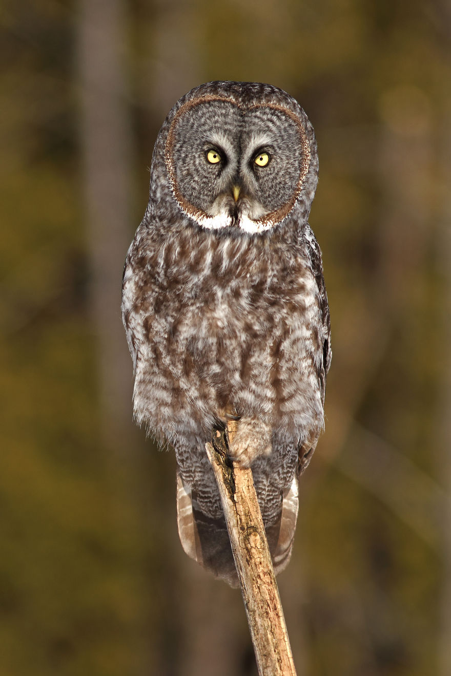 Great Gray Owl