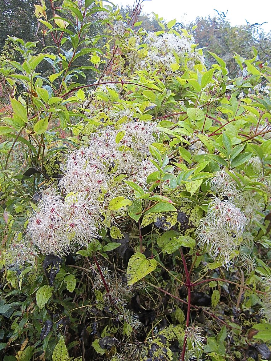 Frozen Flowers Hereford, England