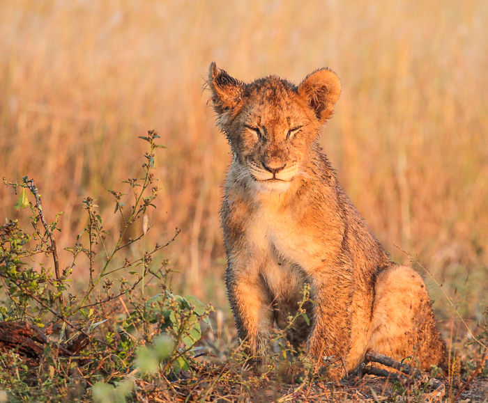 Appreciate And Protect Africa's Predators Appreciate And Protect Africa's Predators