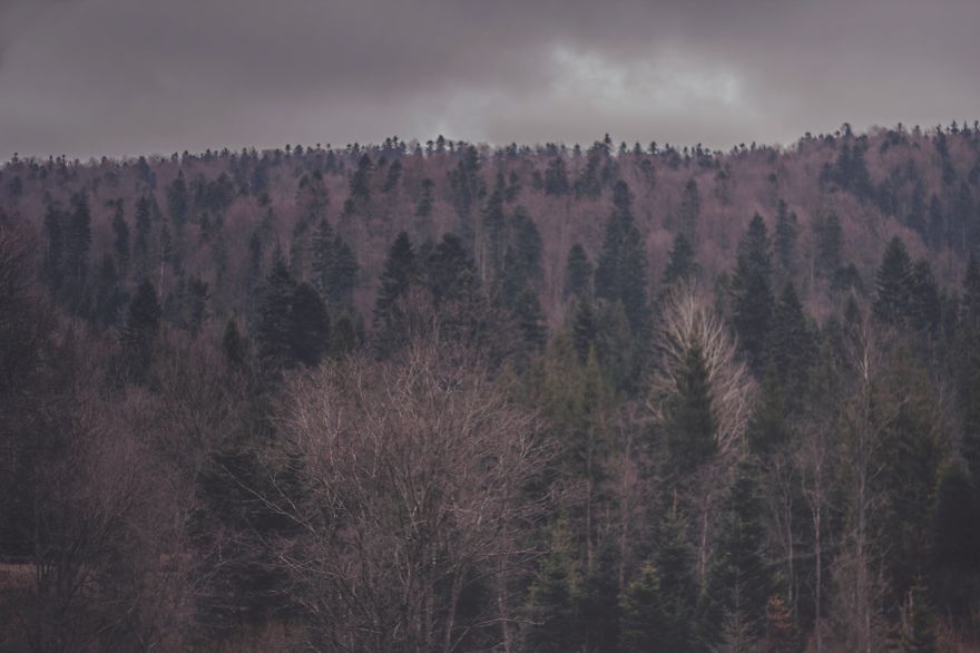 Deer Christmas: My Landscape Photography From Polish Countryside