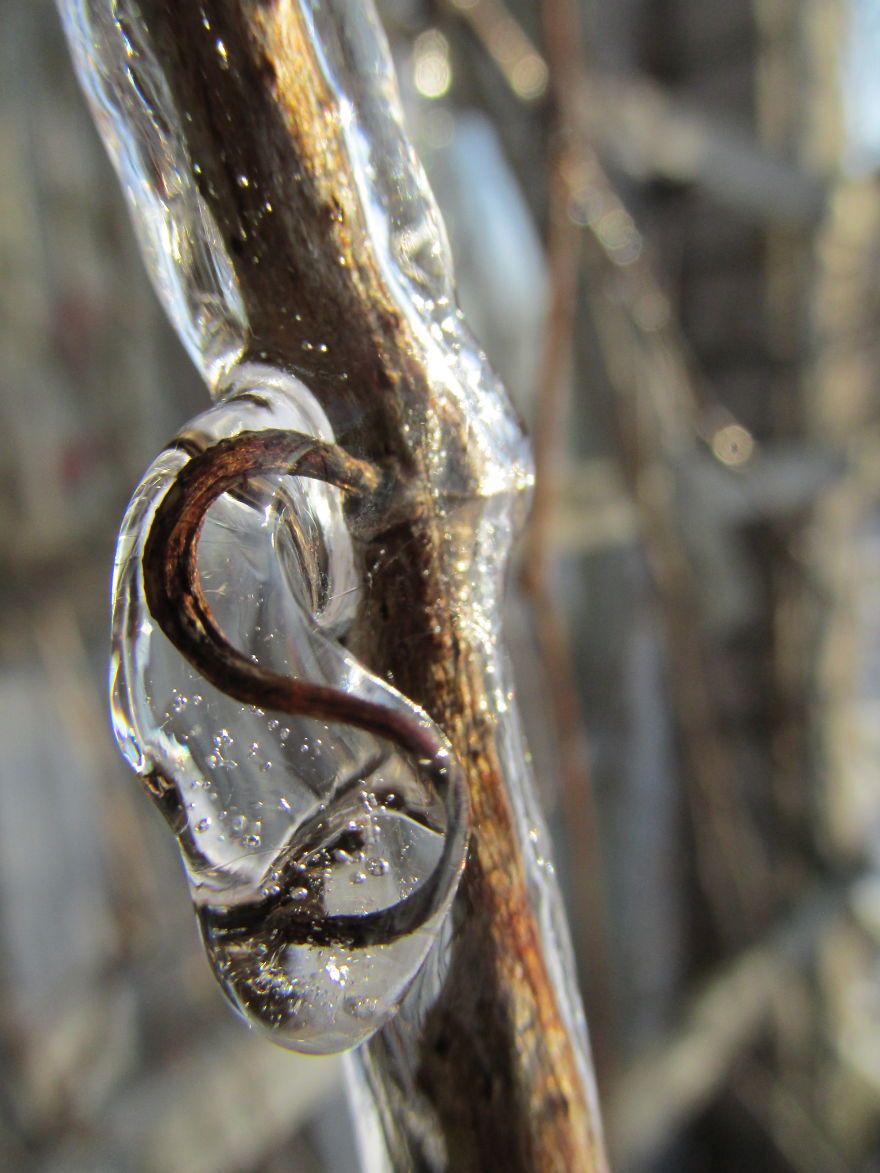 Frozen Vines