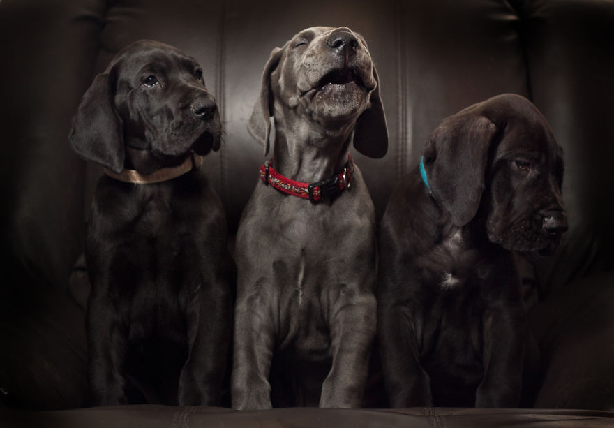 What Happens When Three Adorable Great Dane Puppies Pose What Happens When Three Adorable Great Dane Puppies Pose