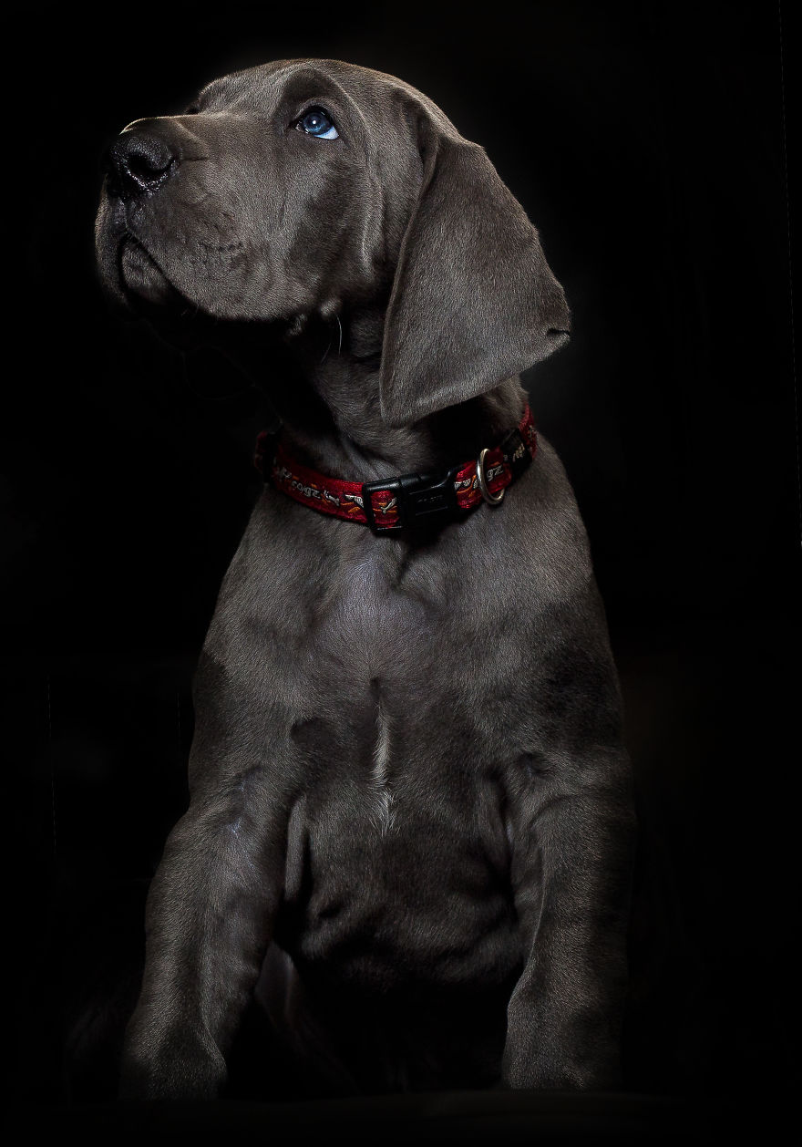 What Happens When Three Adorable Great Dane Puppies Pose What Happens When Three Adorable Great Dane Puppies Pose