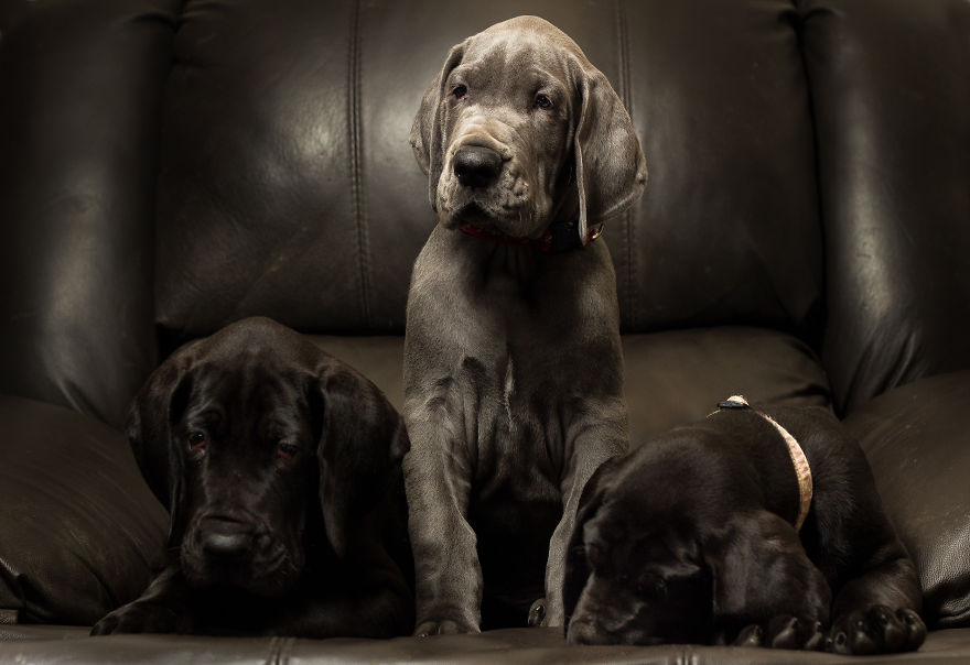 What Happens When Three Adorable Great Dane Puppies Pose What Happens When Three Adorable Great Dane Puppies Pose