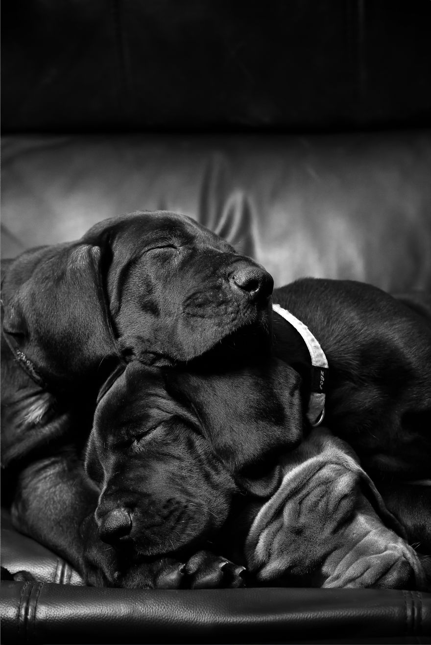 What Happens When Three Adorable Great Dane Puppies Pose What Happens When Three Adorable Great Dane Puppies Pose