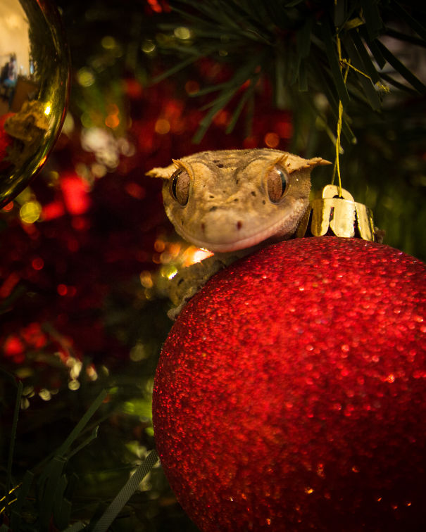 Zazu Can't Wait For Christmas!