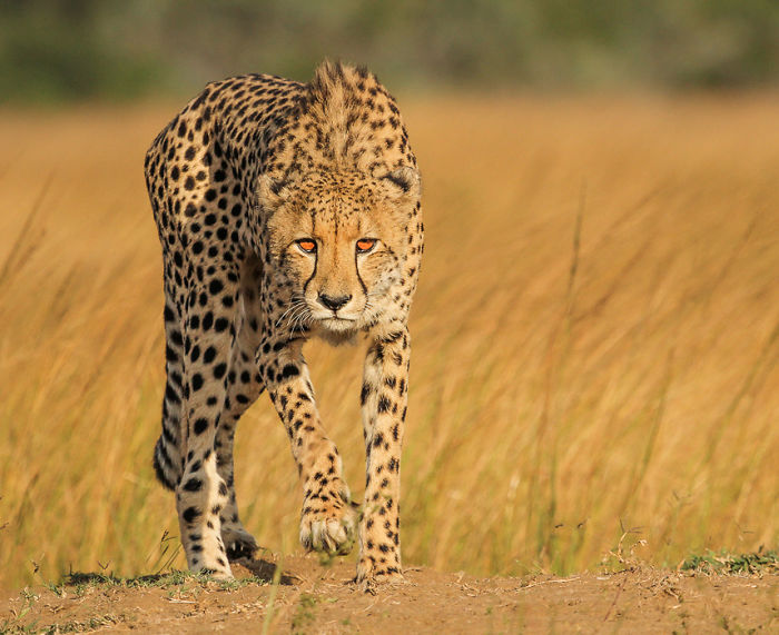 Appreciate And Protect Africa's Predators Appreciate And Protect Africa's Predators