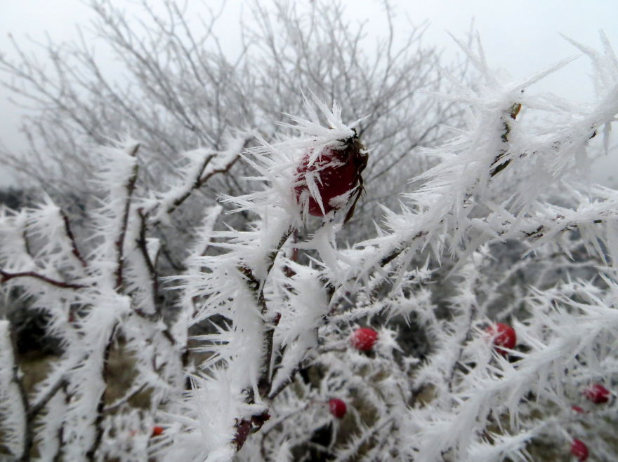 Frosted Briar In Bulgaria (november 2014)