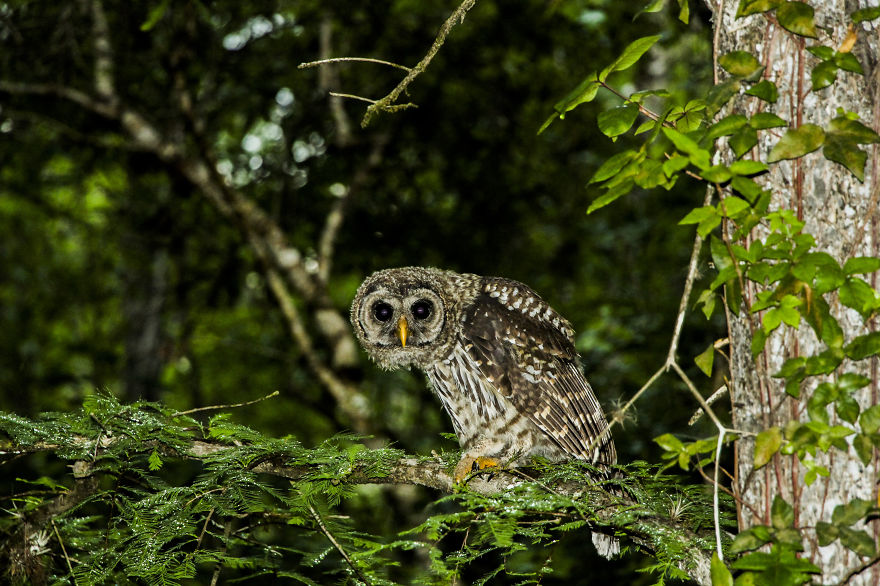 Jane Memorial Scenic Drive - Everglades Florida - Mike Gilbert Photography