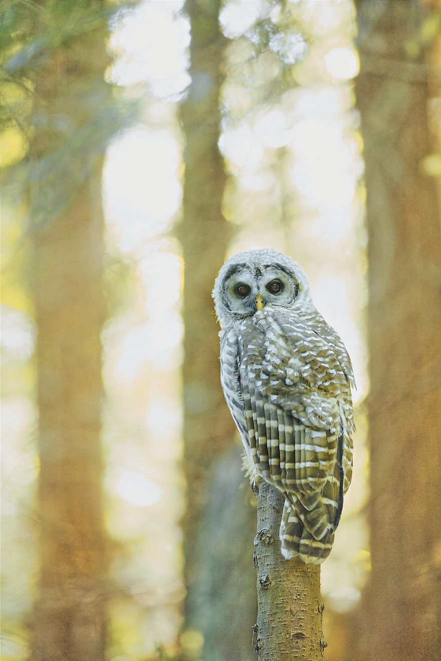 In The Mist - Barred Owl