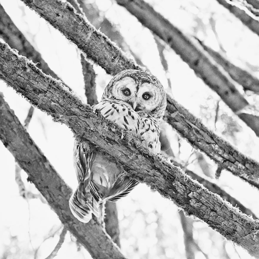 In The Wind - Barred Owl, Suquamish, Wa