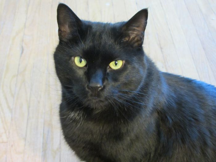 This Is Jake A Bombay Breed.