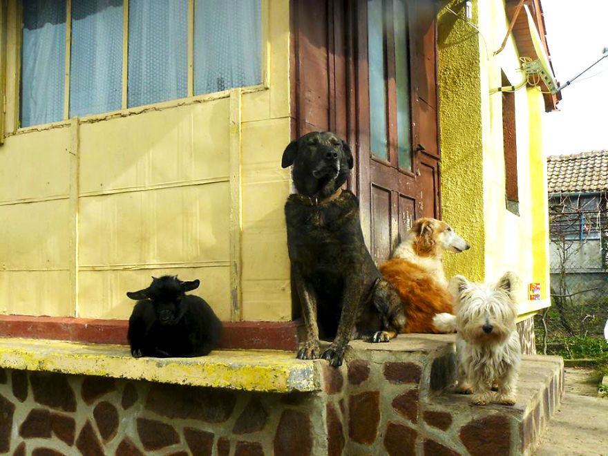 Jewel Was Left To Die In The Cold But These People In Bulgaria Could Not Let It Happen Jewel Was Left To Die In The Cold But These People In Bulgaria Could Not Let It Happen