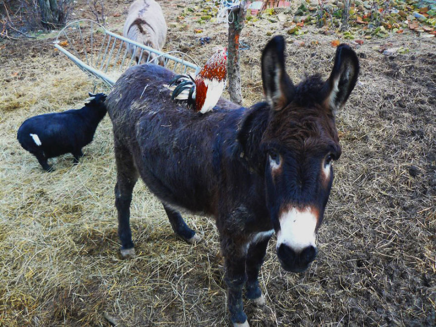 Jewel Was Left To Die In The Cold But These People In Bulgaria Could Not Let It Happen Jewel Was Left To Die In The Cold But These People In Bulgaria Could Not Let It Happen