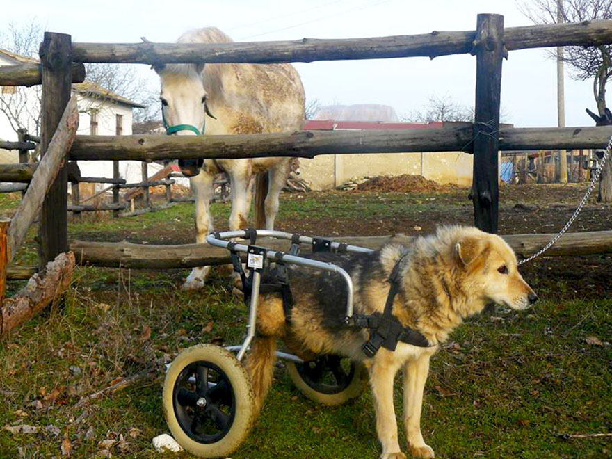 Jewel Was Left To Die In The Cold But These People In Bulgaria Could Not Let It Happen Jewel Was Left To Die In The Cold But These People In Bulgaria Could Not Let It Happen