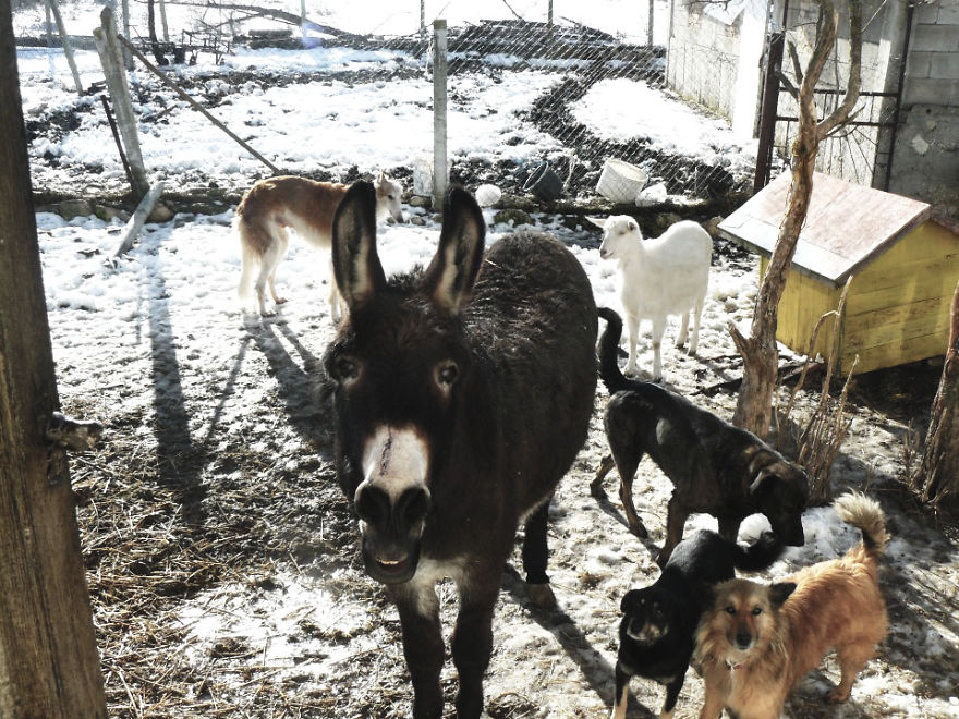 Jewel Was Left To Die In The Cold But These People In Bulgaria Could Not Let It Happen Jewel Was Left To Die In The Cold But These People In Bulgaria Could Not Let It Happen