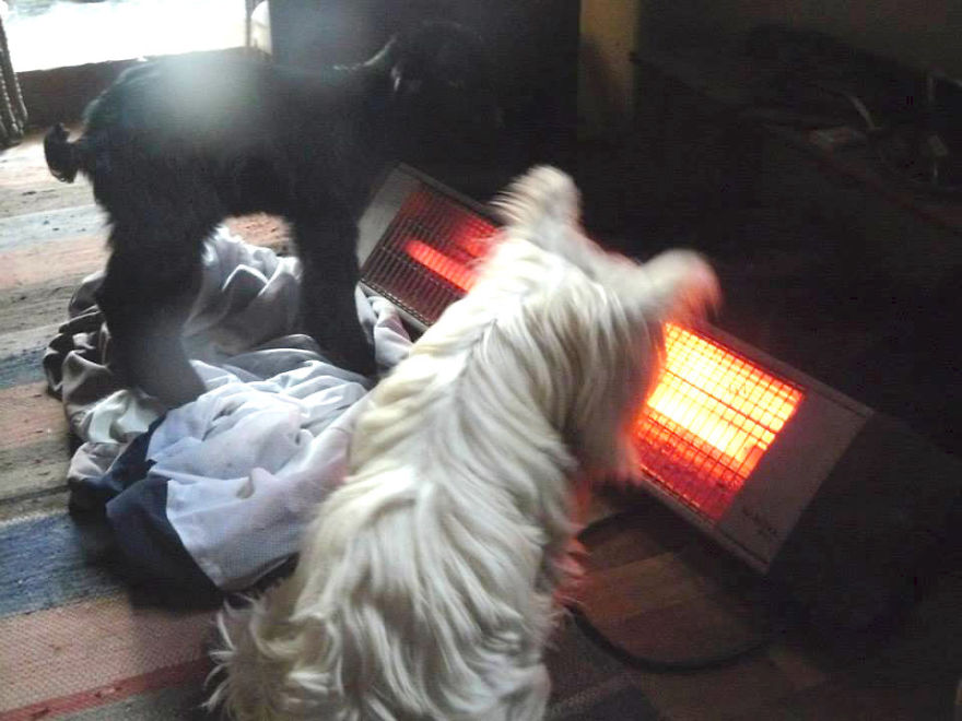 Jewel Was Left To Die In The Cold But These People In Bulgaria Could Not Let It Happen Jewel Was Left To Die In The Cold But These People In Bulgaria Could Not Let It Happen