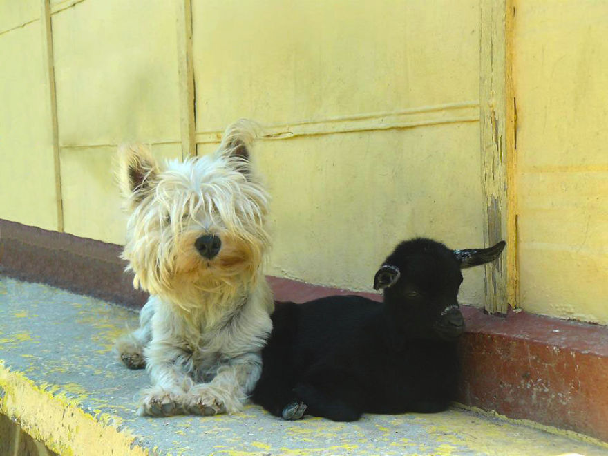 Jewel Was Left To Die In The Cold But These People In Bulgaria Could Not Let It Happen Jewel Was Left To Die In The Cold But These People In Bulgaria Could Not Let It Happen