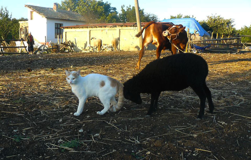 Jewel Was Left To Die In The Cold But These People In Bulgaria Could Not Let It Happen Jewel Was Left To Die In The Cold But These People In Bulgaria Could Not Let It Happen