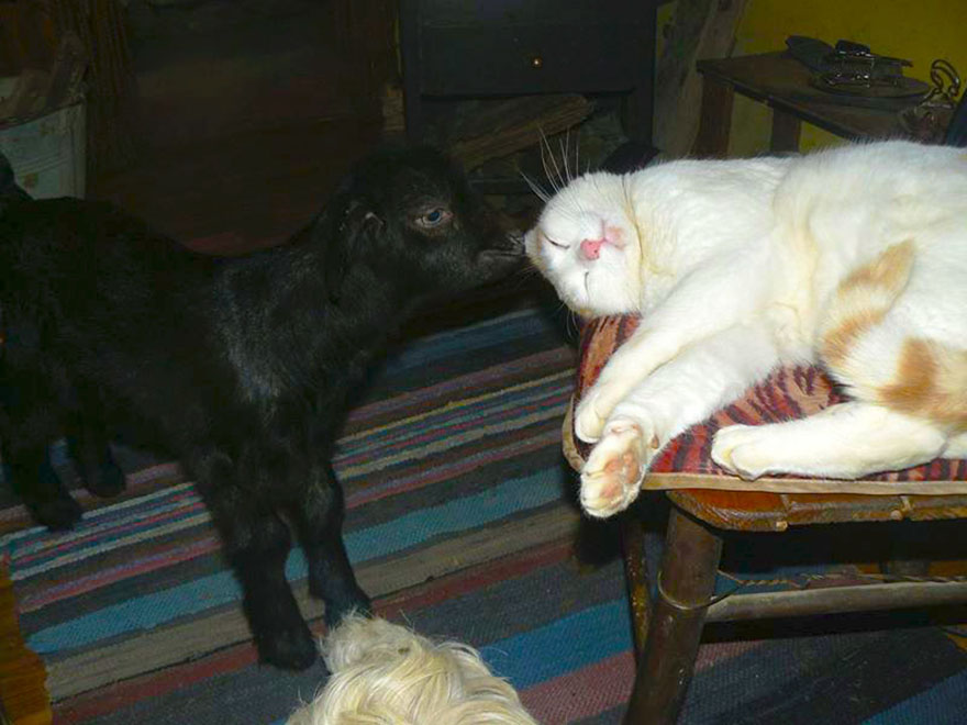 Jewel Was Left To Die In The Cold But These People In Bulgaria Could Not Let It Happen Jewel Was Left To Die In The Cold But These People In Bulgaria Could Not Let It Happen