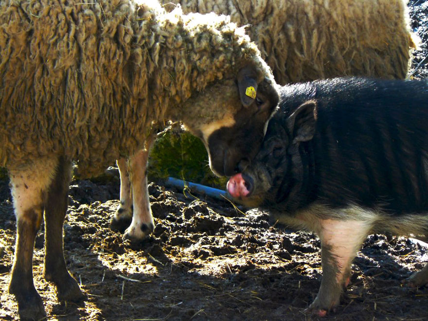 Jewel Was Left To Die In The Cold But These People In Bulgaria Could Not Let It Happen Jewel Was Left To Die In The Cold But These People In Bulgaria Could Not Let It Happen