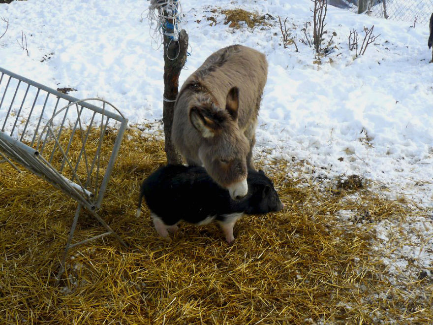 Jewel Was Left To Die In The Cold But These People In Bulgaria Could Not Let It Happen Jewel Was Left To Die In The Cold But These People In Bulgaria Could Not Let It Happen