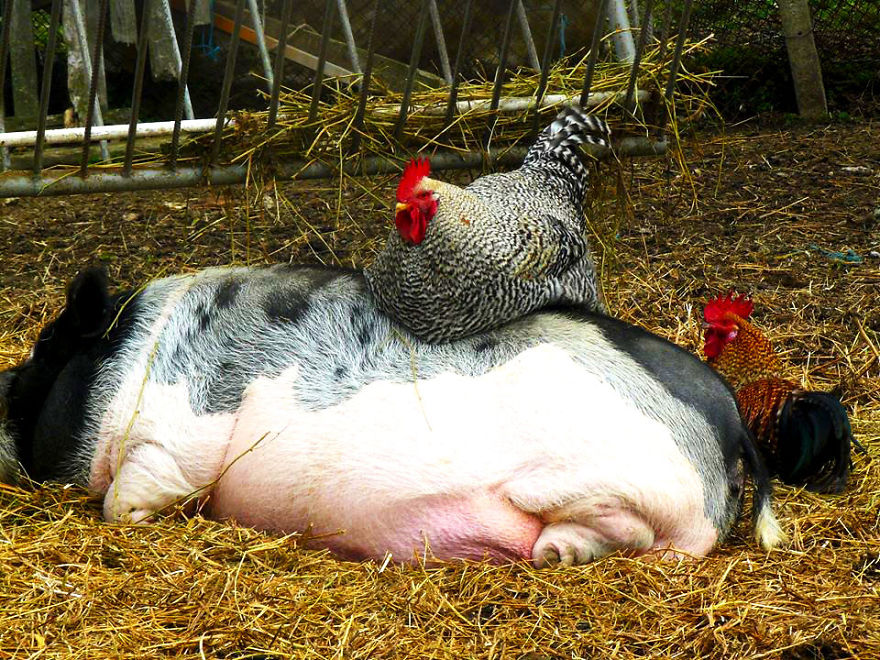 Jewel Was Left To Die In The Cold But These People In Bulgaria Could Not Let It Happen Jewel Was Left To Die In The Cold But These People In Bulgaria Could Not Let It Happen