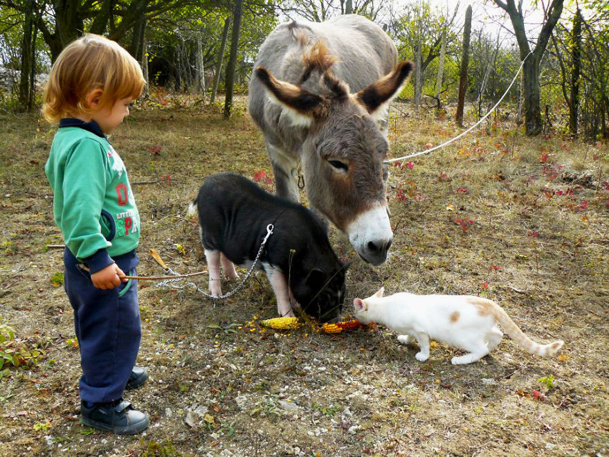 Jewel Was Left To Die In The Cold But These People In Bulgaria Could Not Let It Happen Jewel Was Left To Die In The Cold But These People In Bulgaria Could Not Let It Happen