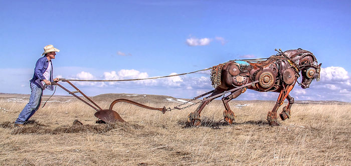 Black Hawk Pulling A Plow.