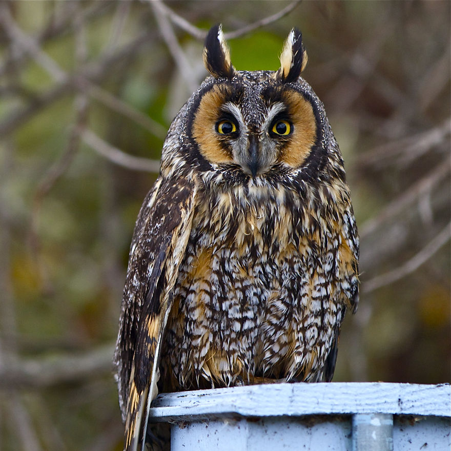 Long-eared Owl, Orange County, Ca.