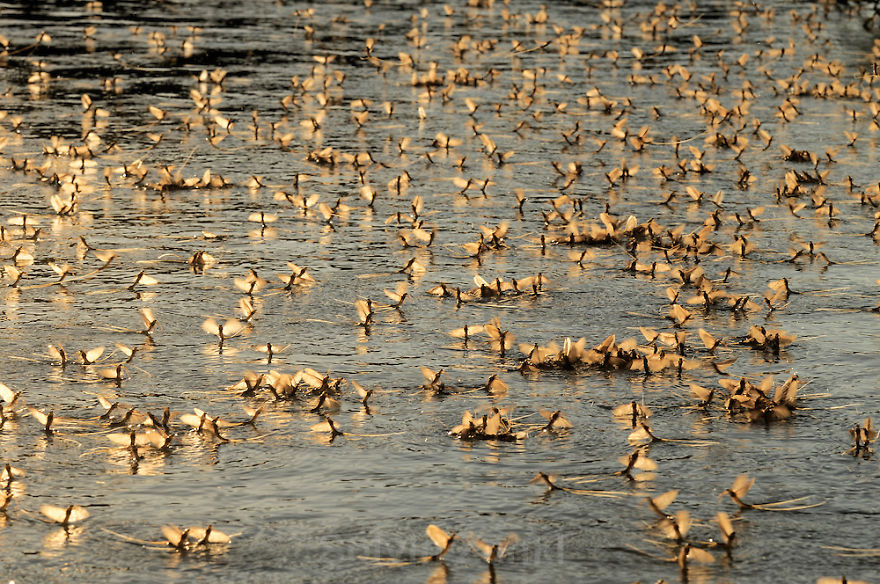 Mayfly Swarming On River Tisza, (hungary)