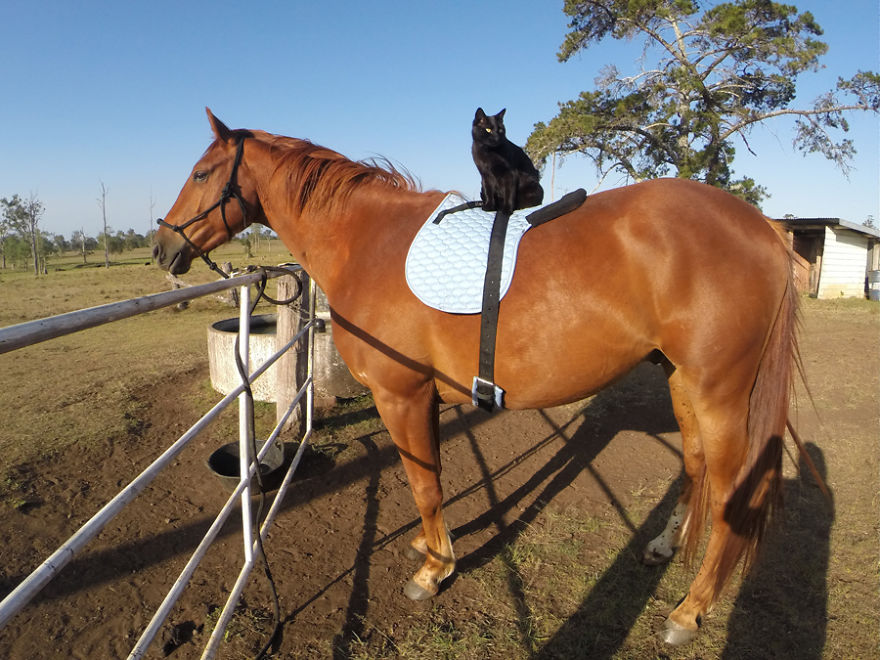 My Cat Morris Loves To Go Horse Riding!