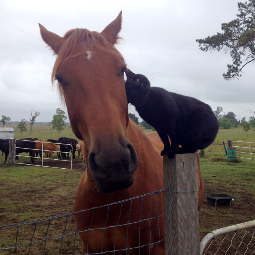 My Cat Morris Loves To Go Horse Riding! My Cat Morris Loves To Go Horse Riding!