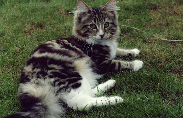 Norwegian Forest Cat